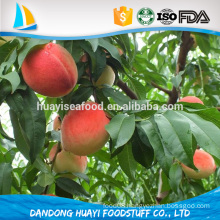 bulk frozen yellow peach at low price